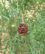 Load image into Gallery viewer, 3 Mukhi Lab Certified Nepali Rudraksh