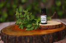 Load image into Gallery viewer, Sweet Basil Essential Oil